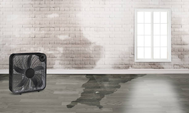 Best Water damage restoration mold remediation  in Knox, PA
